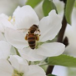 This honey bee was pollinating our apple tree this spring