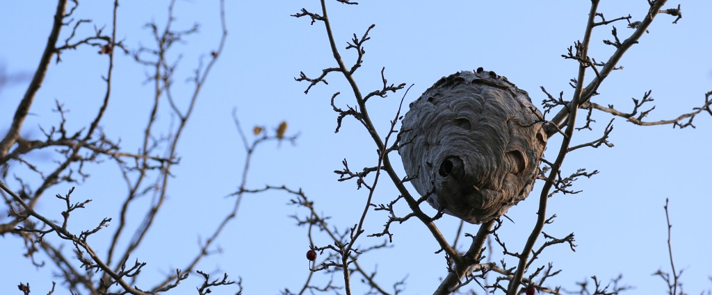 This arial paper wasp nest in our fencerow provided good pest control one summer.  They can't overwinter in these lofty nests.
