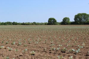 Broccoli transplants