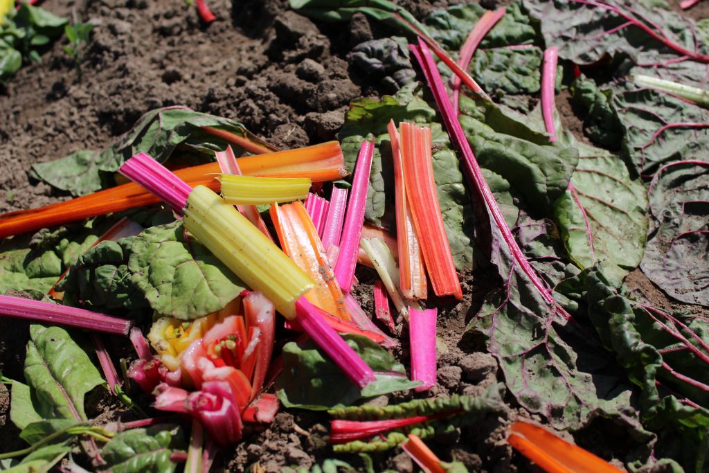 rainbow chard trimmings in a field