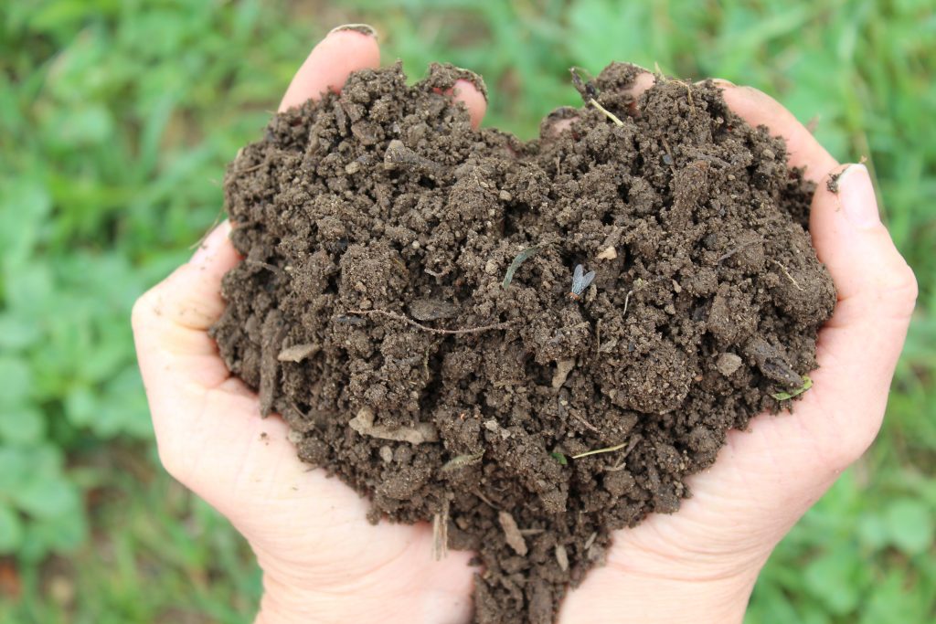 Healthy nutrient rich soil.