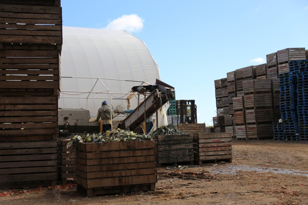 Leeks being sorted, peeled and cleaned during processing.