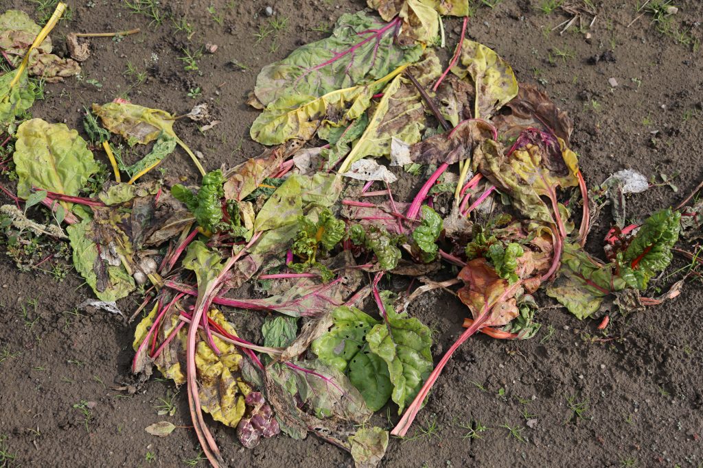 Chard leaves left to feed the soil in the feed after harvest.