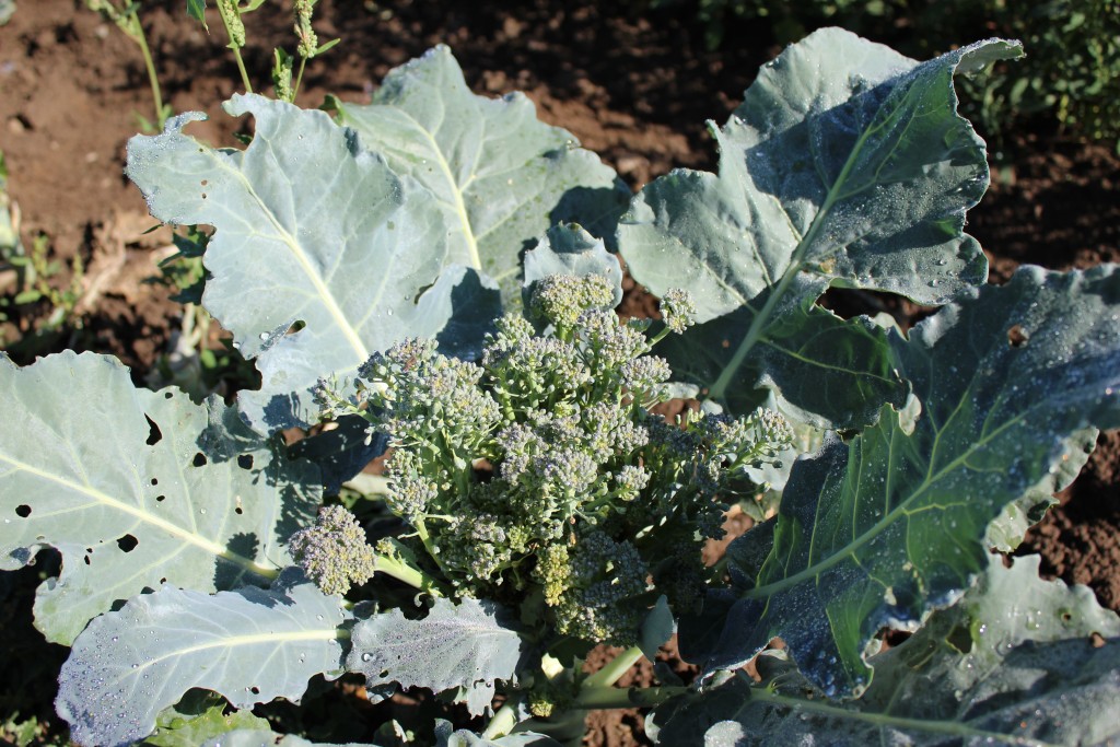 Image for titled: Would you eat this?