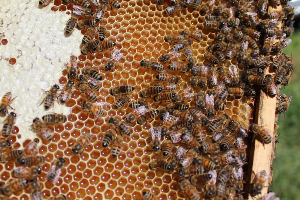 Image for titled: Honey Bees