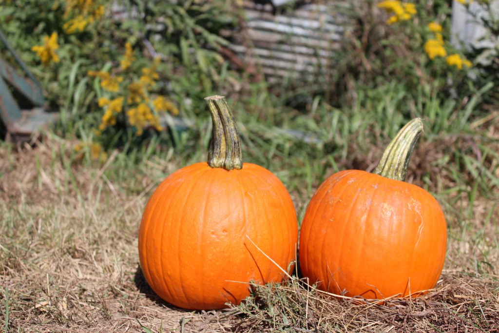 Image for titled: Squash Challenge: Pie Pumpkin