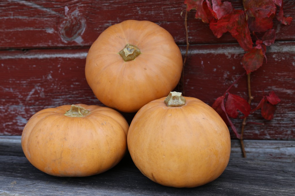 Image for titled: Squash Challenge: Butterkin