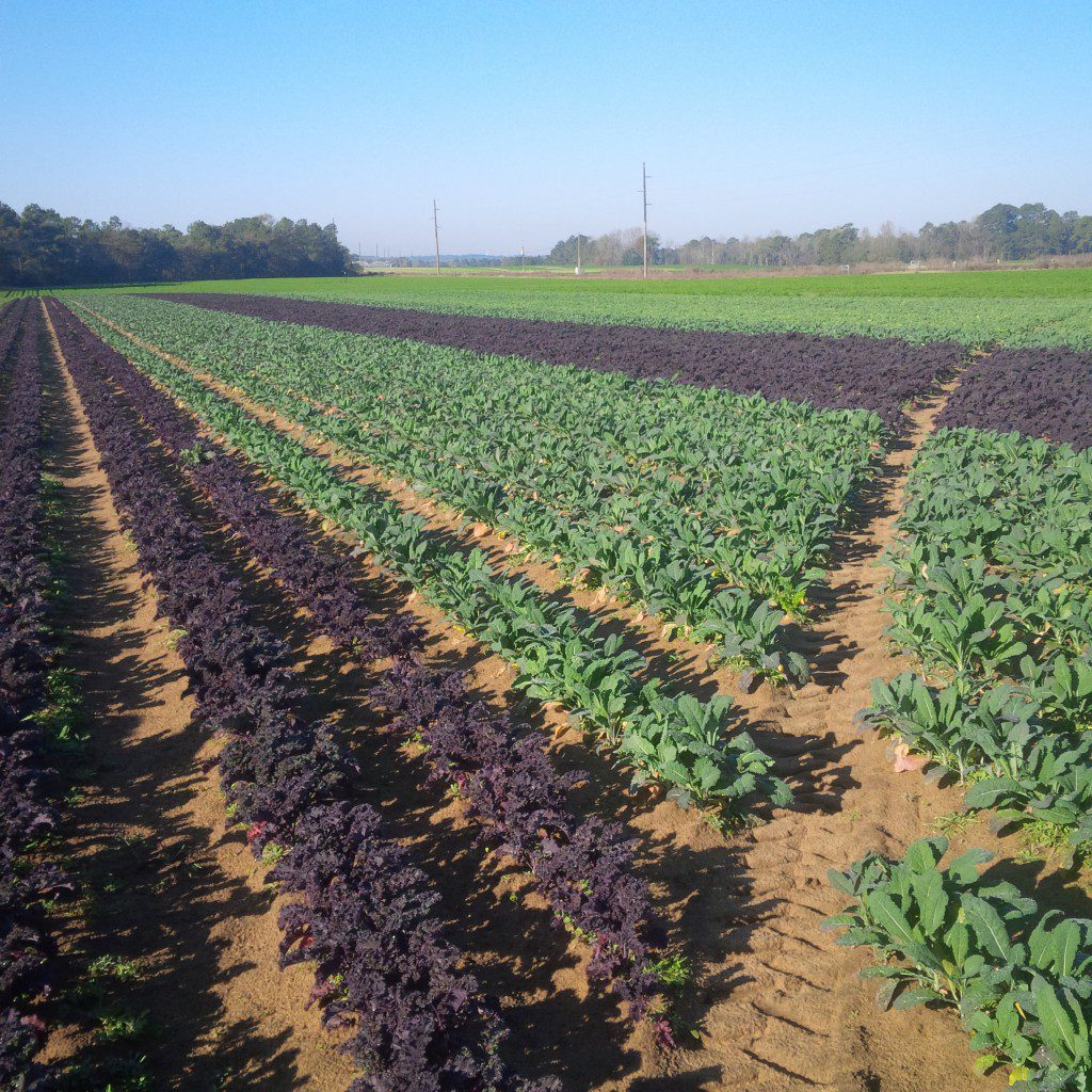 Image for titled: Georgia, U.S.A.