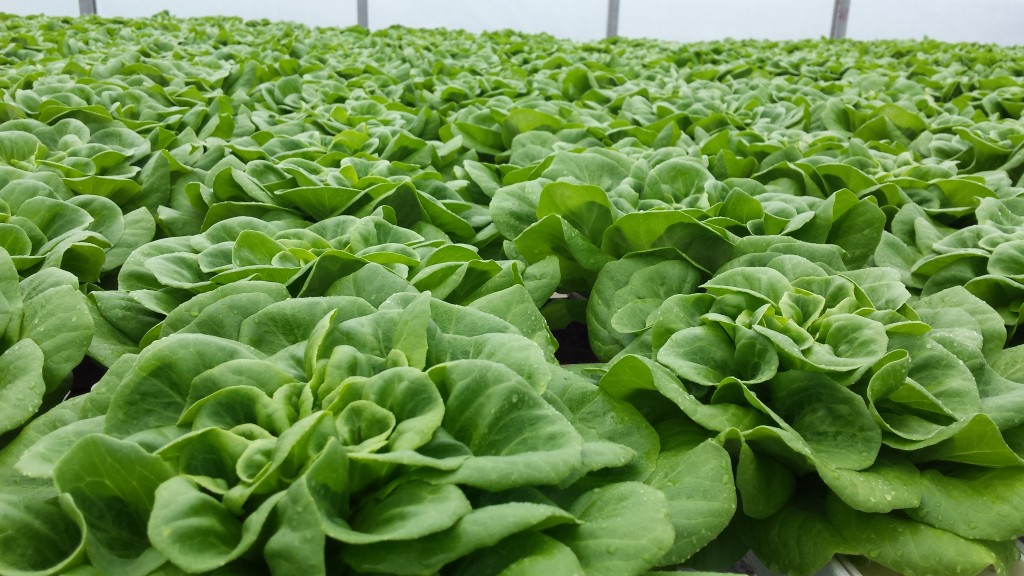 Image for titled: Day tripping to Slegers Greens