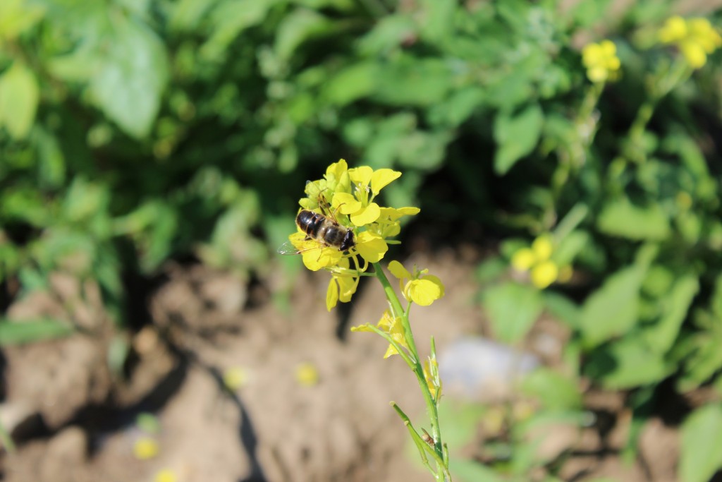 Image for titled: Happy Pollinator Week!