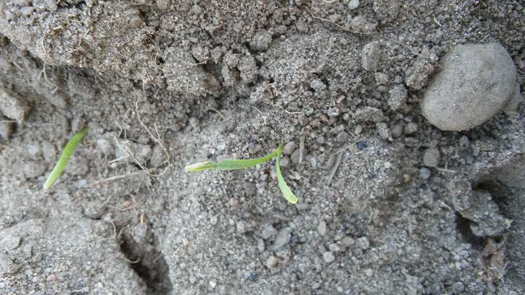 Image for titled: Rain Would Be A Welcome Sight – Mid Season Report