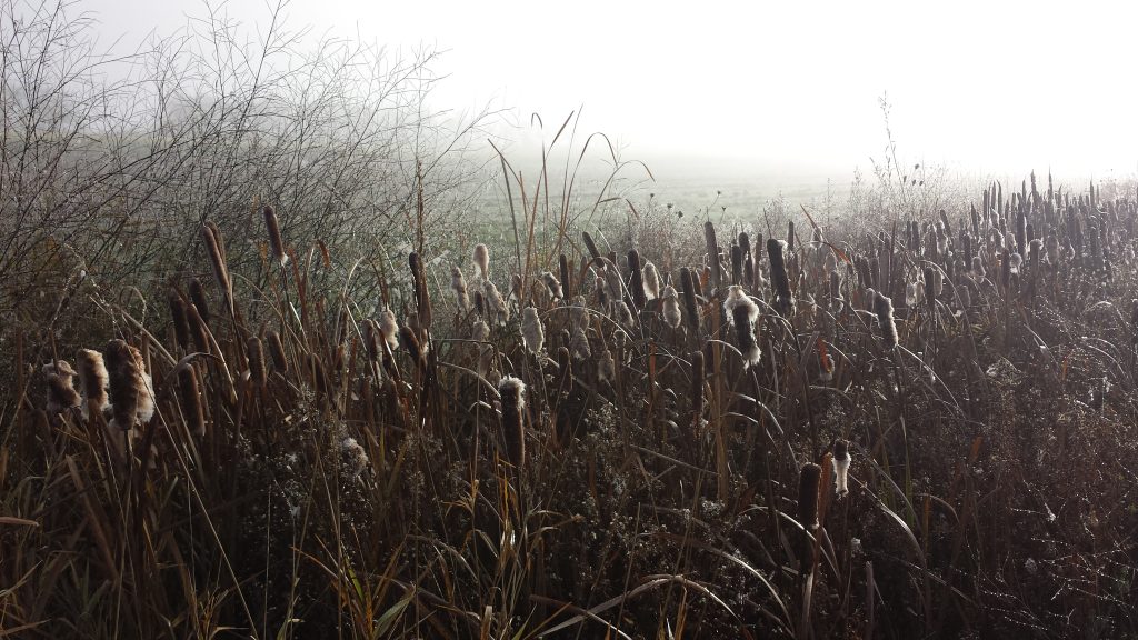 Image for titled: Good-bye