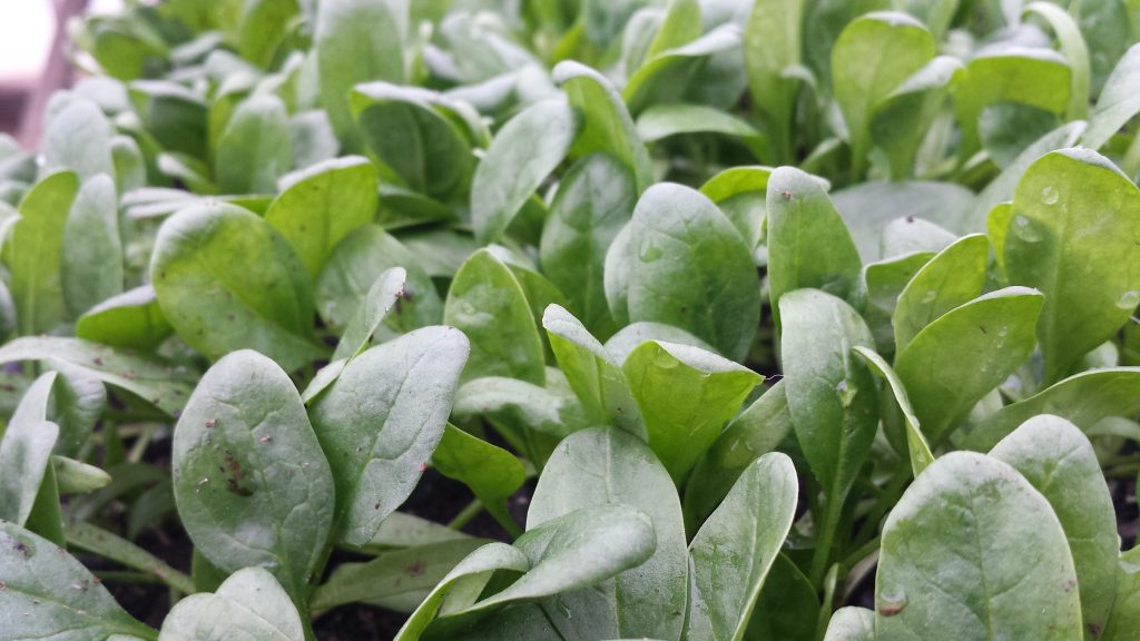 Image for titled: Spring fever has taken over! 2017 Version