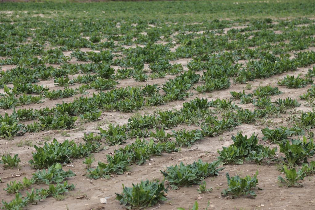 Image for titled: Spinach!