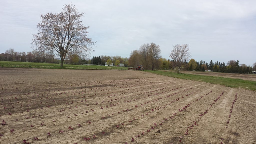 Image for titled: 2017 Organic Inspection