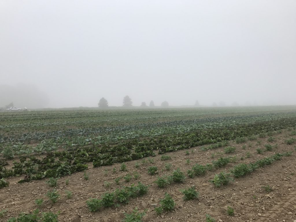 Image for titled: HR Field Days