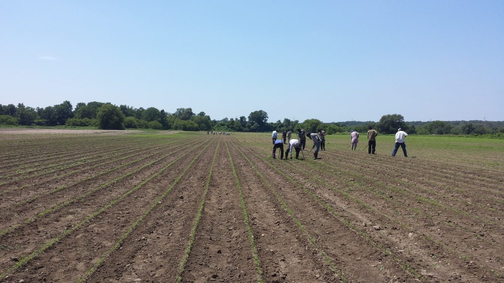 Image for titled: The Bottom Lines