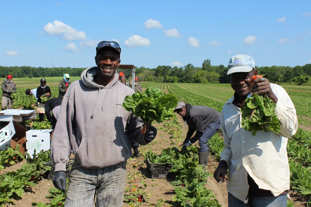 Image for titled: Cultivating Justice