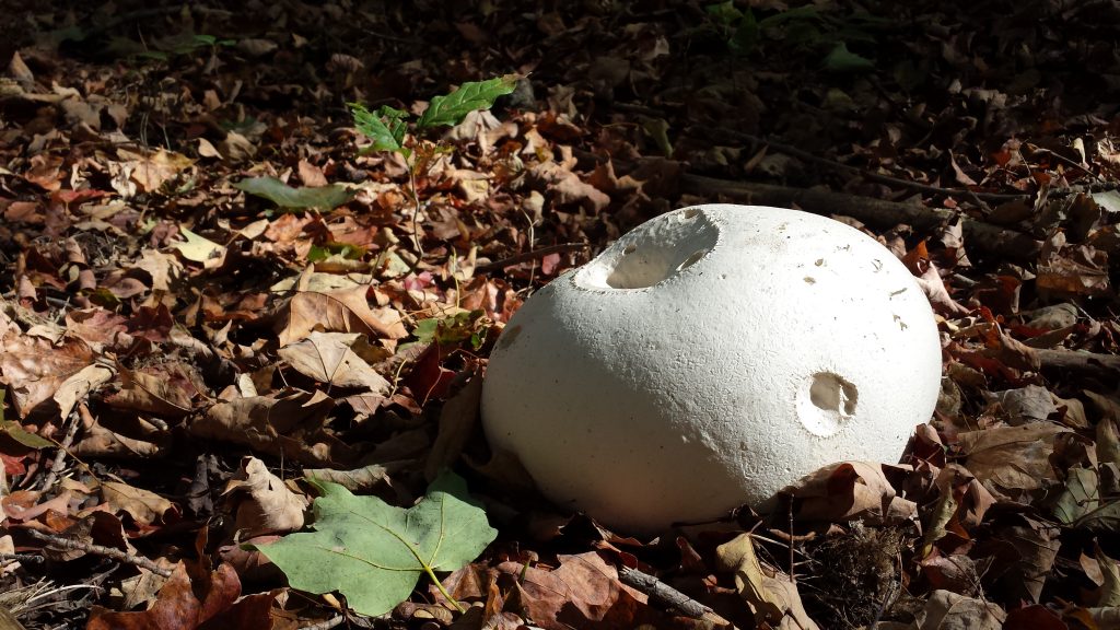 Image for titled: Happy Thanksgiving!