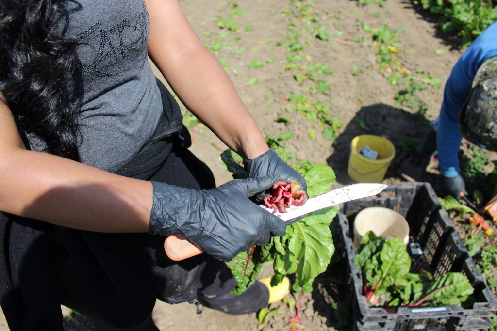 Image for titled: Organic Week Interviews: Health & Safety – Bernadette Antoniou