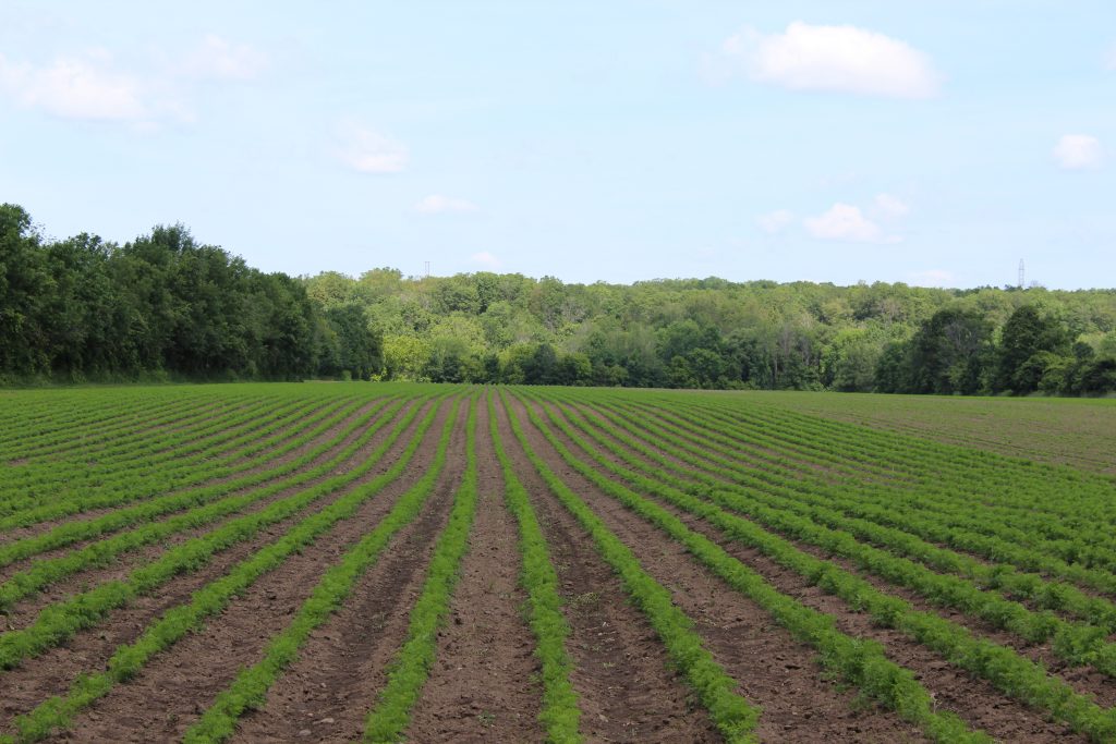 Image for titled: Organic Week Interviews: Integrity – Ekk Pfenning