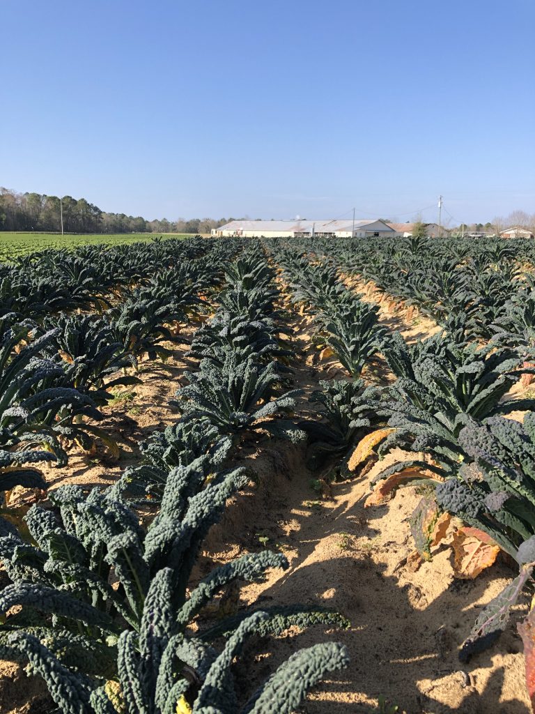 Image for titled: Fresh Produce Year-Round?  We’ve Got It Covered