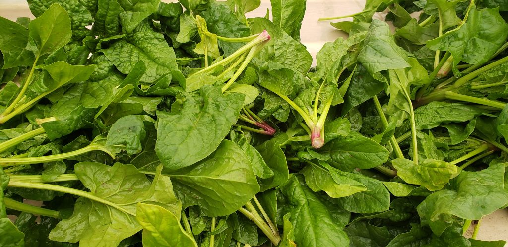 Image for titled: Overwintered Spinach