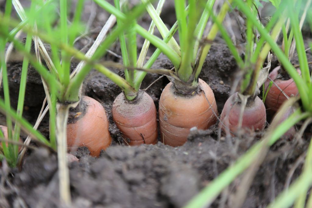 Image for titled: The Impacts of Organic: How Organic Benefits The Environment.