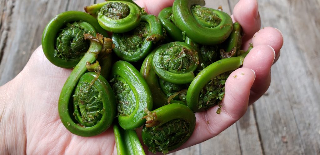Image for titled: Fiddleheads – A Sure Sign of Spring