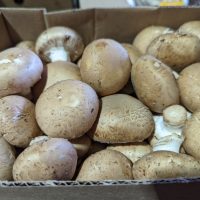 Mini Bella Mushrooms