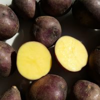 Purple Berry Gold potatoes