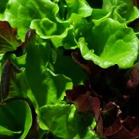 Slegers Green and Red Leaf Lettuce