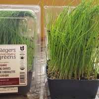 Slegers Living Chives